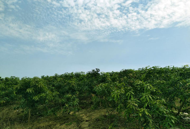 愛(ài)普豐澤晟華：為農(nóng)服務(wù)，我們是快樂(lè)的
